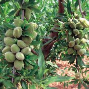 امروز، جشنواره بادام در قوشچی ارومیه برگزار میشود